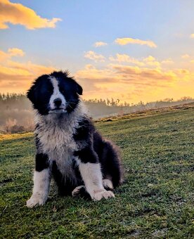 Australský ovčák s PP FCI - 14