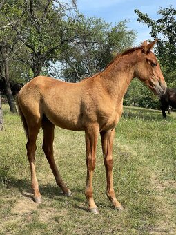 Lusitano hřebec PSL roční a jeho dva bratři - 14