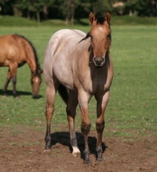 Prodám mladou klisnu zajímavé barvy - 14