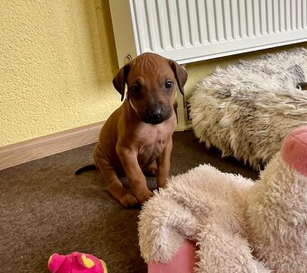 Rhodéský Ridgeback- štěňata s PP, odběr koncem listopadu - 14