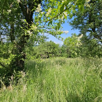 Prodej ovocného sadu 4 253 m2 v Koryčanech - 14