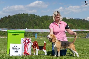 Bigel, bigl, beagle s PP /FCI/ - 14