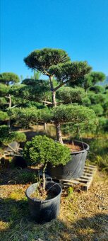 TVAROVANÉ STROMY NIWAKI - 14