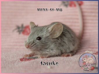 Barevné / fancy myšky - 14