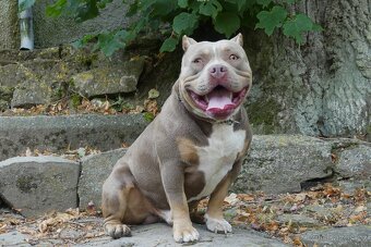 American Bully Standard - 14