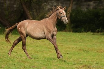 2,5 letí atraktivní a hodní valáškové - 14