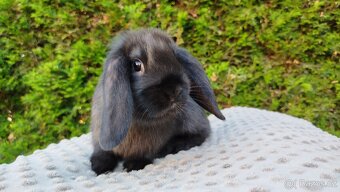Zakrslý beránek, králíček, králík - PEGAS - 14