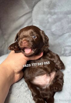 Maltipoo F1 Chocolate ‼️ 900€ / Graff - 14