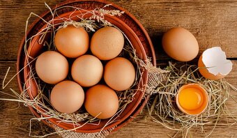 Slepice Kuřice Nosnice Dominanty 19 týdnů staré - 14