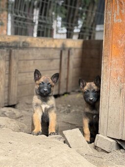 Belgický ovčák Malinois - 14
