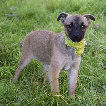 Samko hledá domov - 14