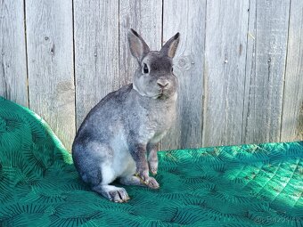 Zakrslý činčilový rex samička 94b - 14