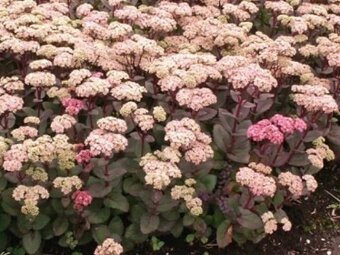 TRVALKY, SKALNIČKY, BYLINKY - 14