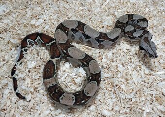 Boa imperator- Sharp Sunglow 66% het Sterling,Hypo Sterling - 14