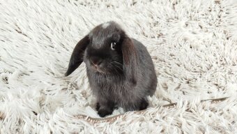 Zakrslý beránek, králíček, králík - ELLA - 14