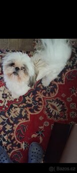 Prodám pejsky shih-tzu,shi-tzu, 1roční, čipovaný - 14