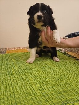 Štěňata Border Kolie - 14