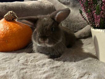 Minilop zakrslý kralíček - 14