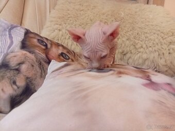 Kanadský sphynx - 14