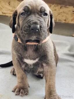 Brazilská fila - 14