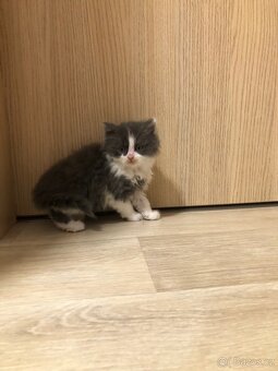 Britská koťata k odběru po rodičích s PP + výbava - 14