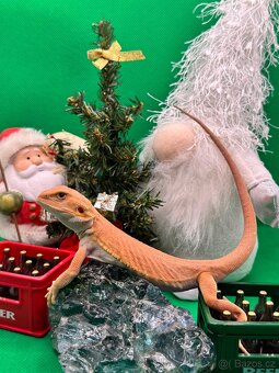 Agama Vousatá-Nejkrásnější mláďata sezóny - 14