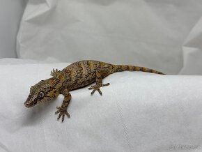 R. Auriculatus - 14