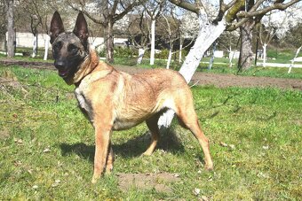 Malinoiska Naomi hledá domov - 14