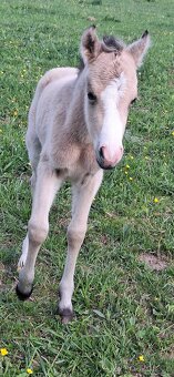 Letošní hřebeček - 14