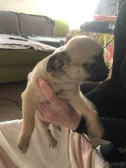 Štěňata Mops - 14