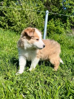 Štěňátka Sheltie/Šeltie bez PP - 14
