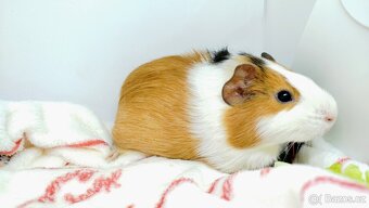 Morče, Morčata, Morčátko - KEVIN - 14