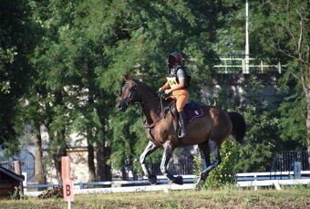 Zdravá sportovní Klisna 14 let - 14