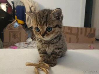 Koťátka Skotská klapouchá - 14