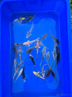 Koi 5-35cm - 14