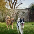 Kanaánský pes - štěňata s PP (Canaan dog) - 14