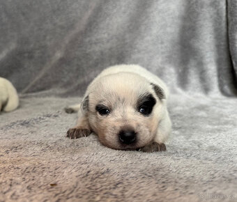 Australský honácký pes s PP - 14