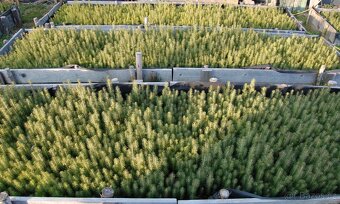 Prodám semenáče smrku - 14