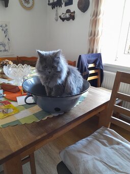 Prodej kocourka.. důvod stěhování - 14