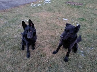 Německý ovčák - 14
