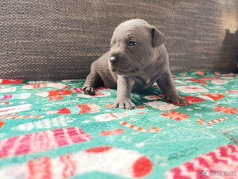 Stafordšírský bulteriér - 14