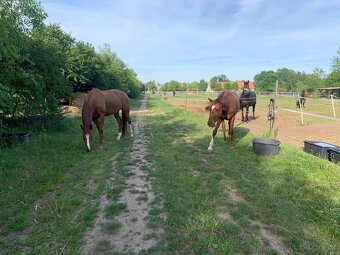 Ustájení Praha 4 - Písnice - 14