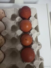 Násadová vejce - 14
