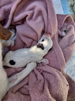 Jack russel teriér (pes) - 14