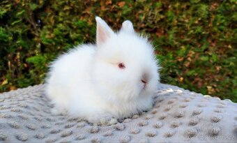 Zakrslý králík, králíček - (TEDDY) - HERBERT A HEIDY - 14