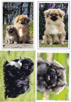 pohledy zvířat - 14