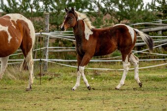 Letošní paint horse klisnička - 14