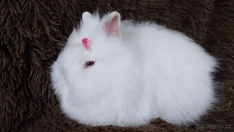 Zakrslý králík, králíček -(TEDDY)-HEIDY - 14