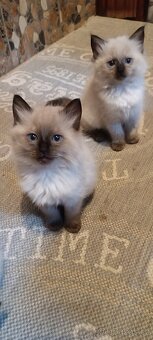 Ragdoll kotatka ,kotata - 14