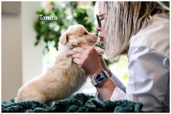 Border Collie, Border Kolia s PP FCI barva ee red - 14